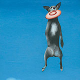 Leaping Dog and Frisbee No. 3