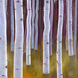 Birch Forest No. 2