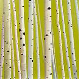 Birches on Green
