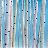 Birches and Sky