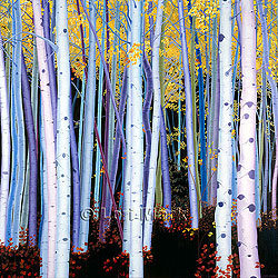 Birches - Blue