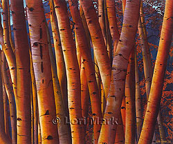 Birches - Blue