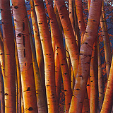 Birches