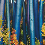 Blue Tree Ferns